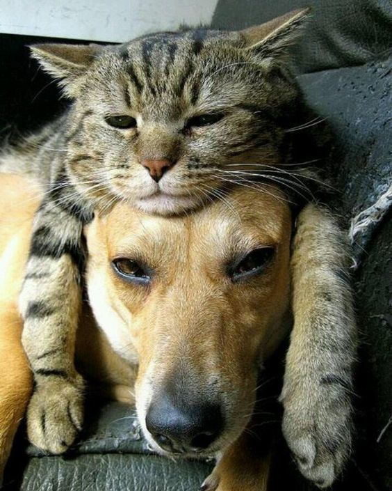 cat-and-dog-friends-resource-size